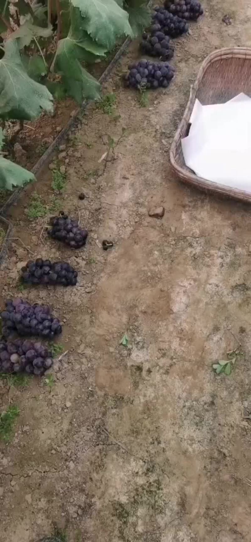 乒乓球葡萄