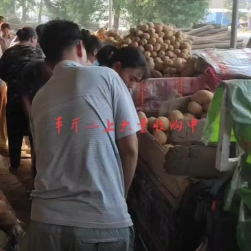 精品土豆，2两以上荷兰土豆，冷库货，好货不多春节将至