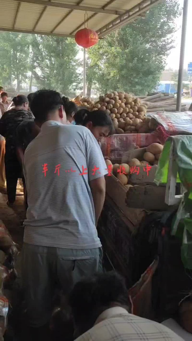 精品土豆，2两以上荷兰土豆，冷库货，好货不多春节将至