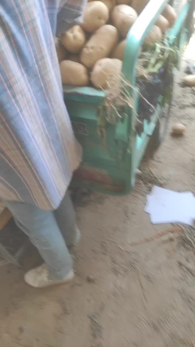 精品土豆，2两以上荷兰土豆，冷库货，好货不多春节将至