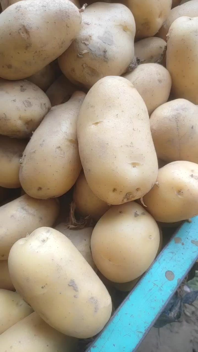 精品土豆，2两以上荷兰土豆，冷库货，好货不多春节将至