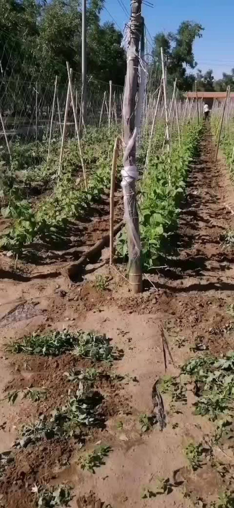 张北百亩扁豆角基地