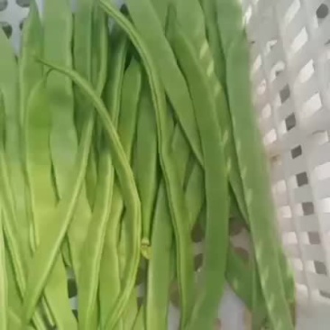 张北百亩扁豆角基地