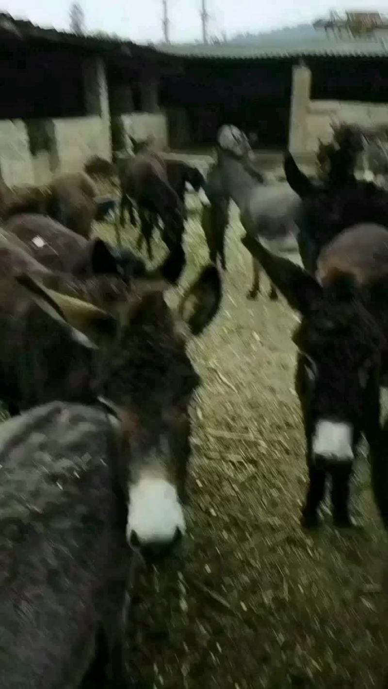 云南毛驴
