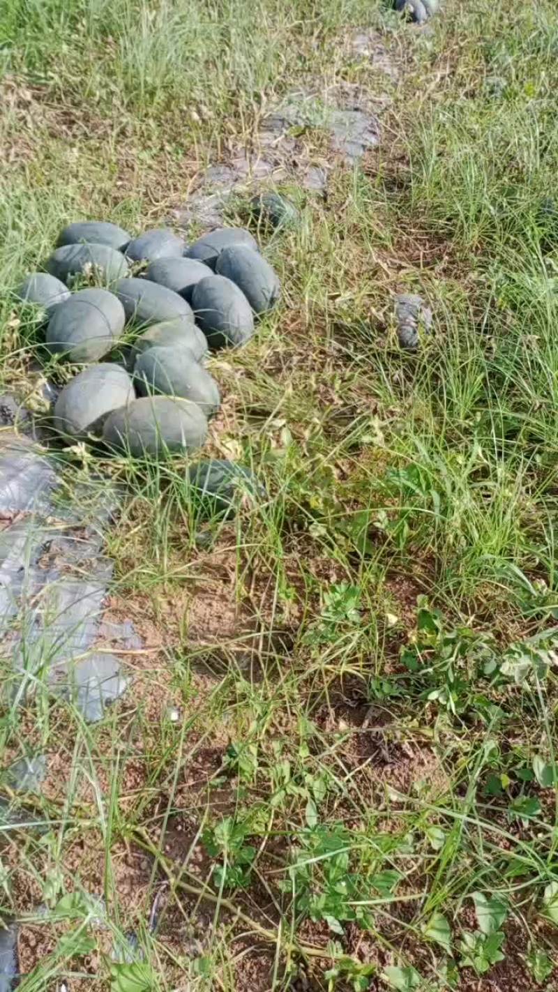 黑美人西瓜