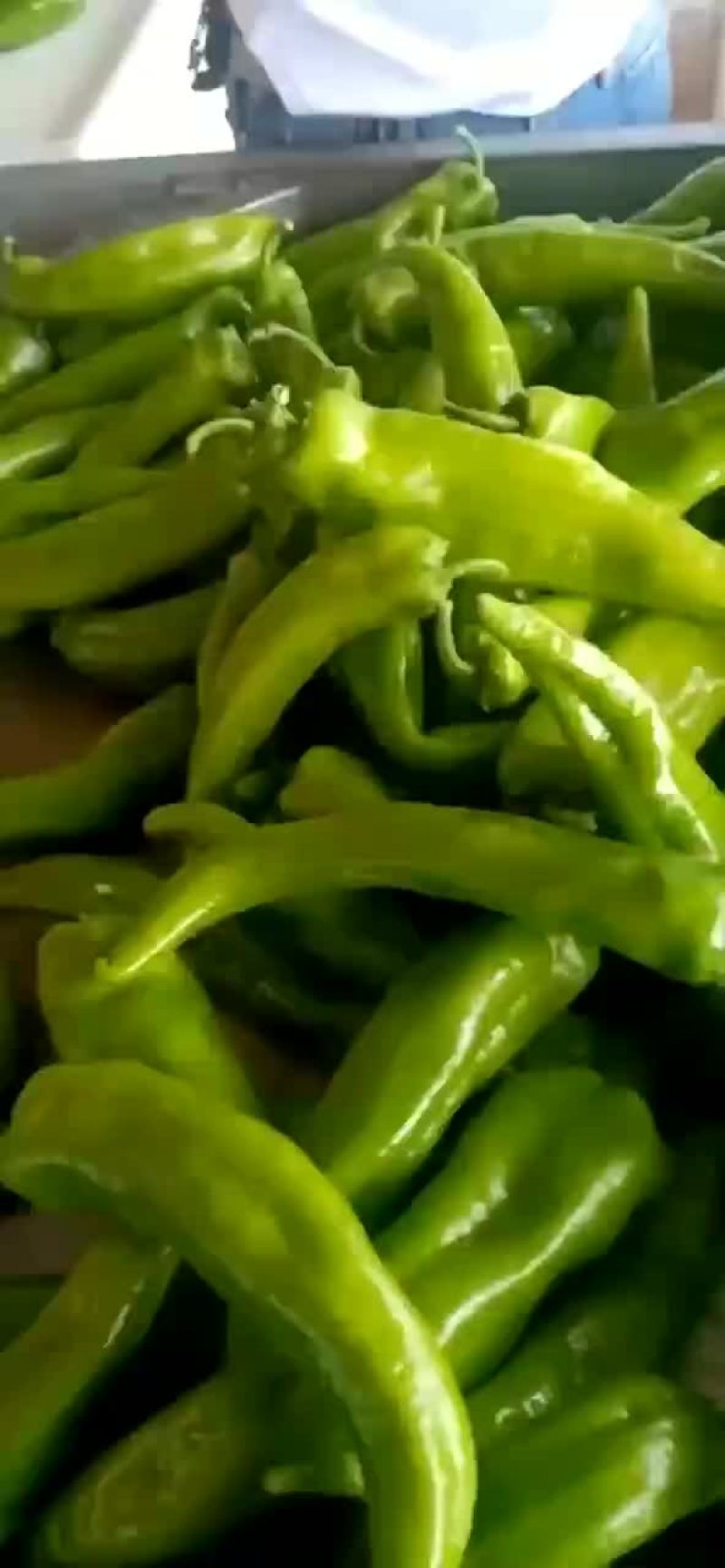 螺丝椒