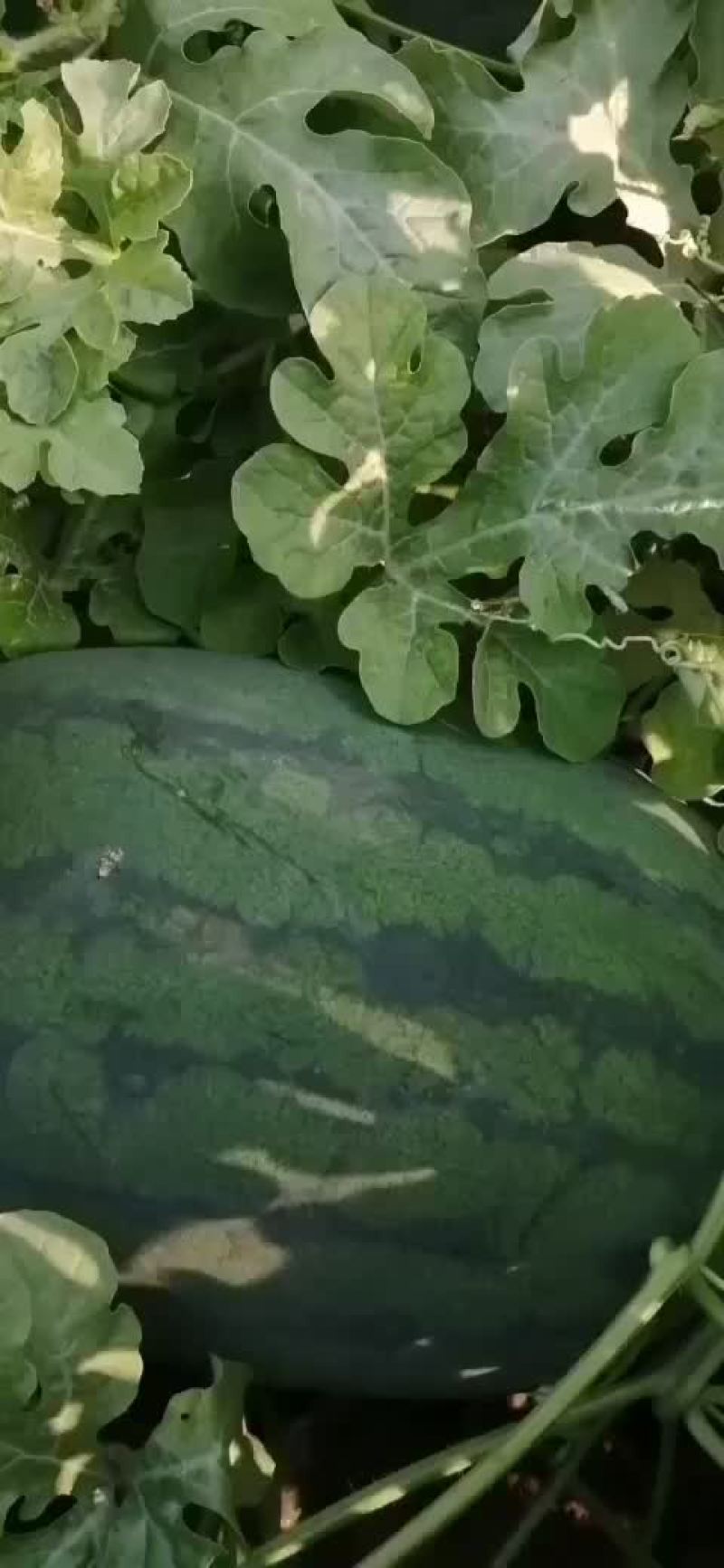 大量万亩沙地西瓜。