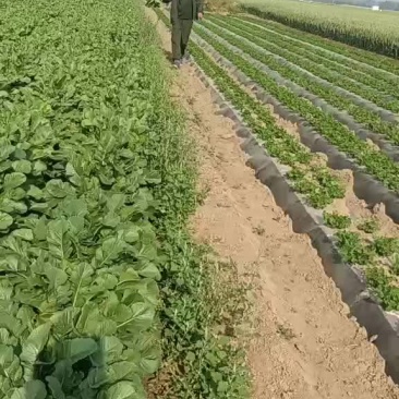 白萝卜，次品白萝卜