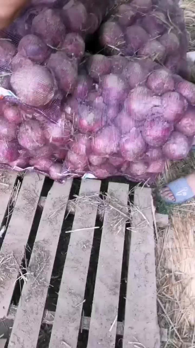 洋葱
