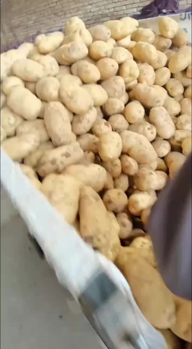 精品土豆