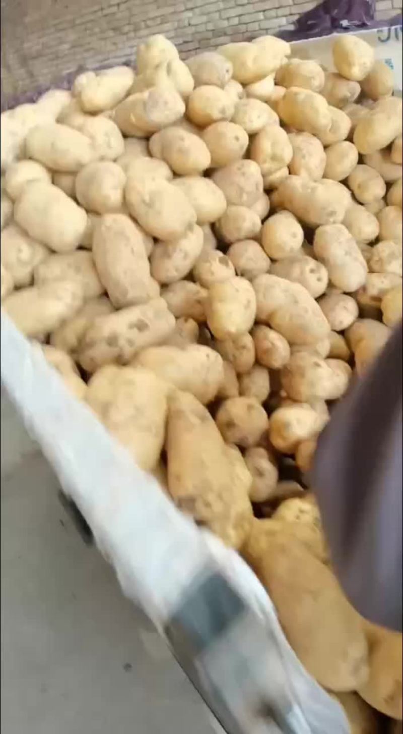 精品土豆