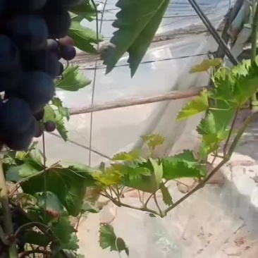早黑宝葡萄