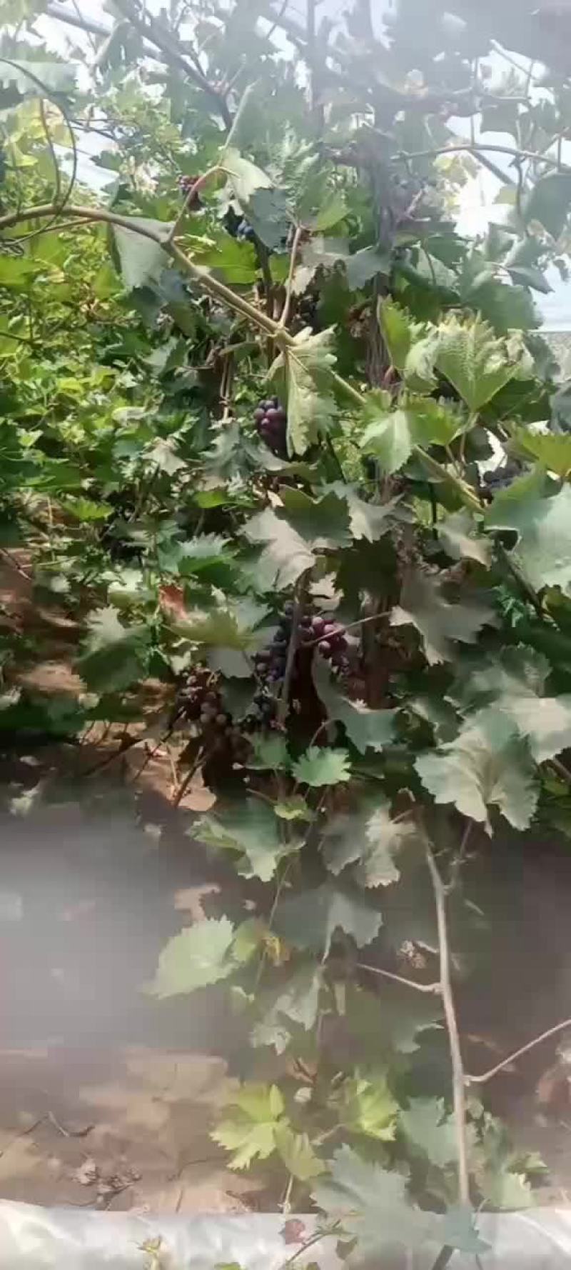 早黑宝葡萄