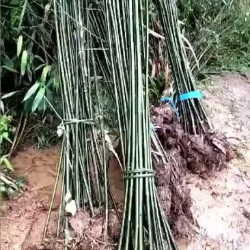 刚竹2公分