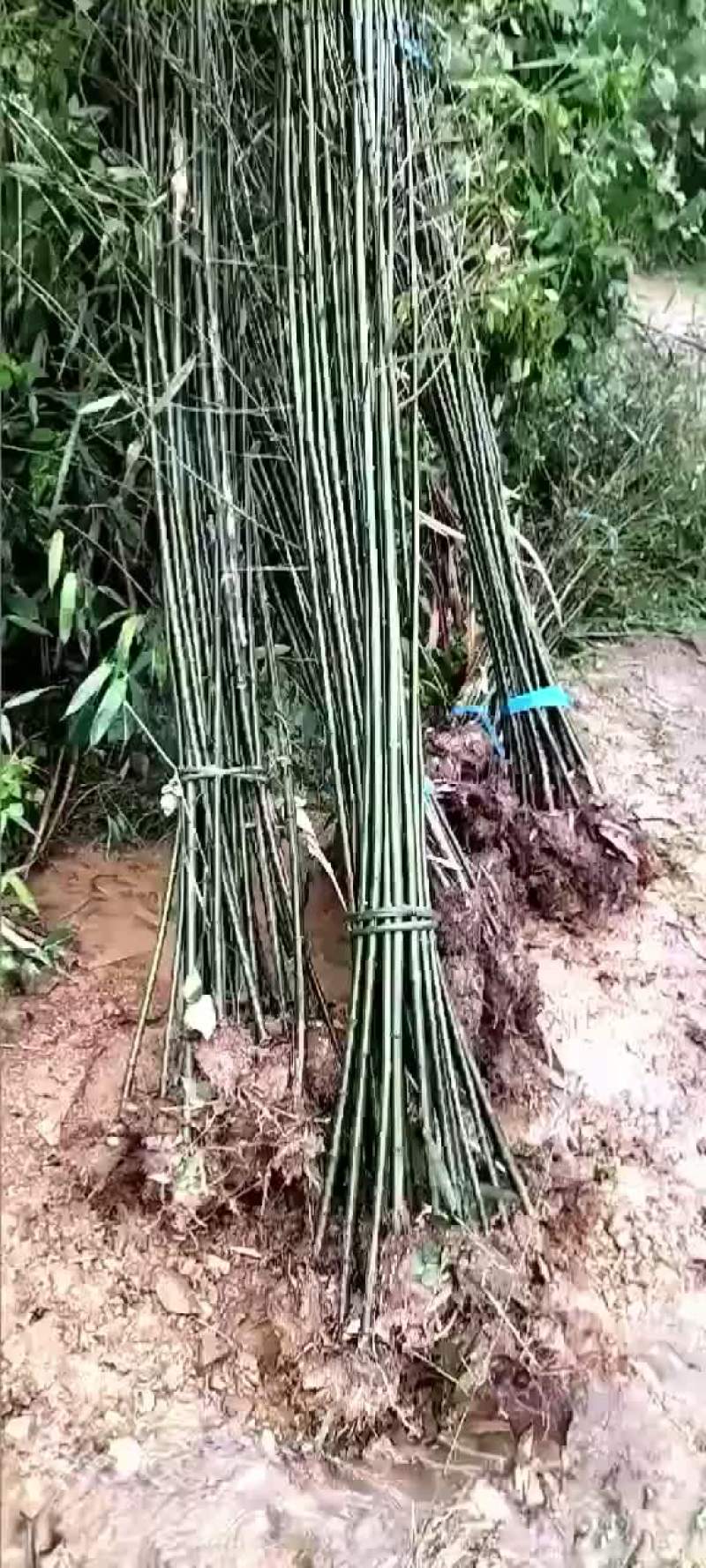 刚竹2公分