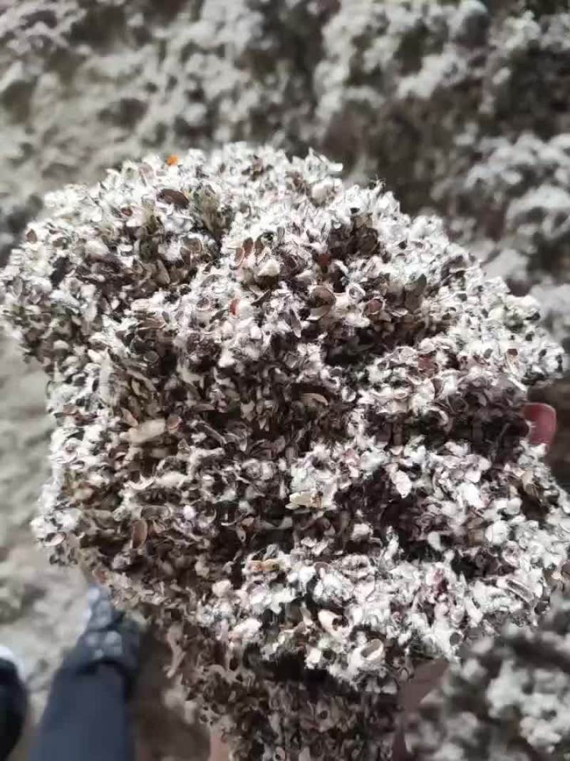 新疆棉籽壳