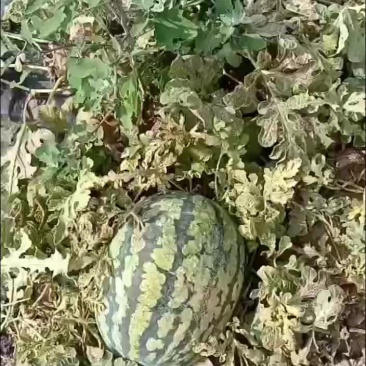 甜王西瓜有货要的老板联系