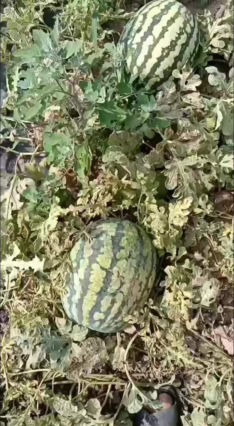 甜王西瓜有货要的老板联系