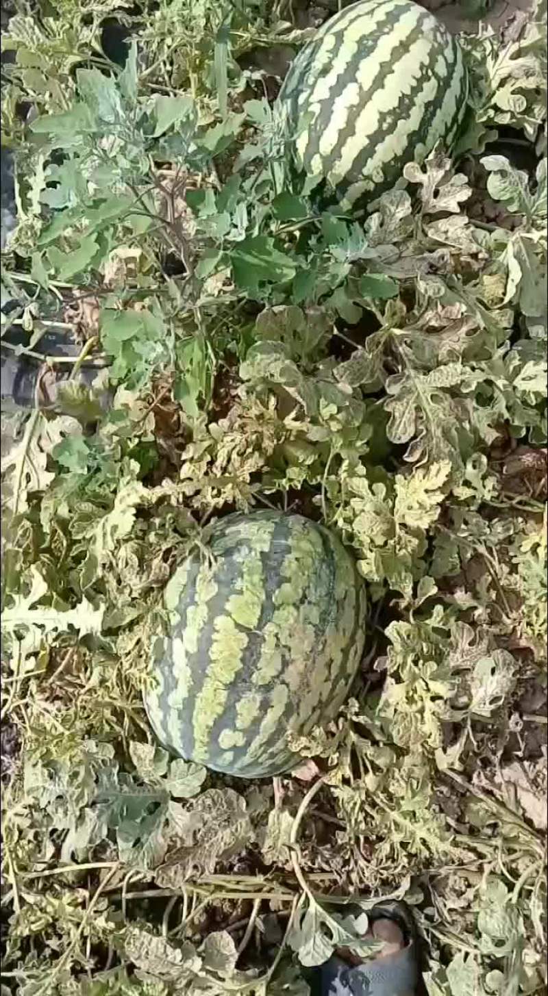 甜王西瓜有货要的老板联系