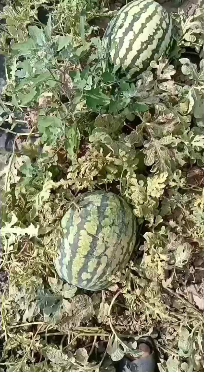 甜王西瓜有货要的老板联系