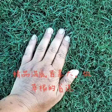 百慕大草