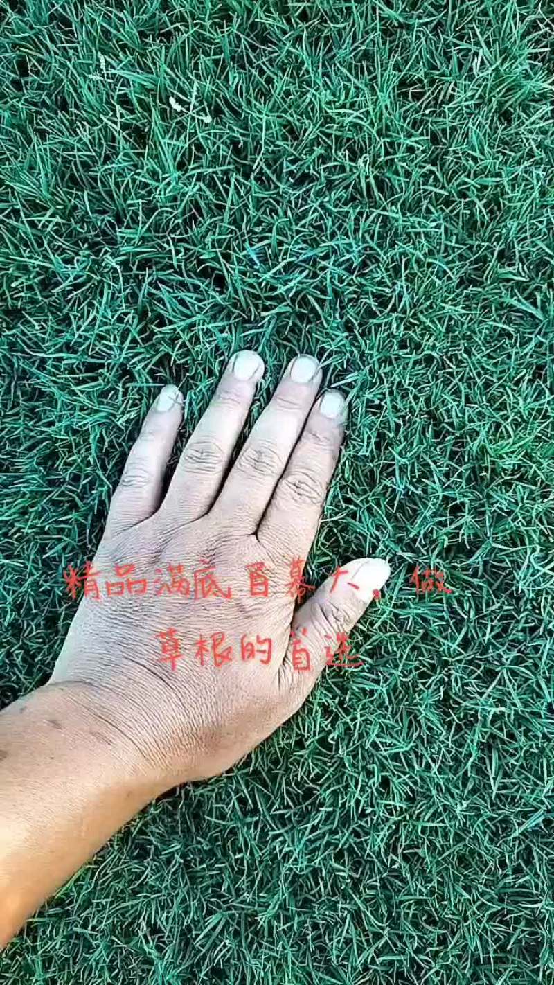 百慕大草