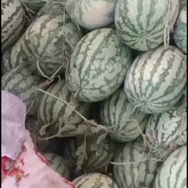 金城五
