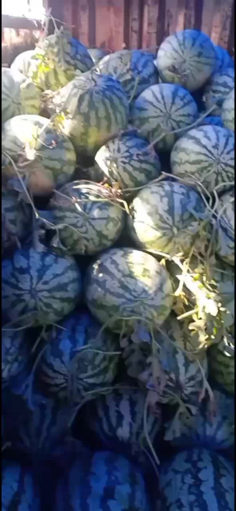 金城五