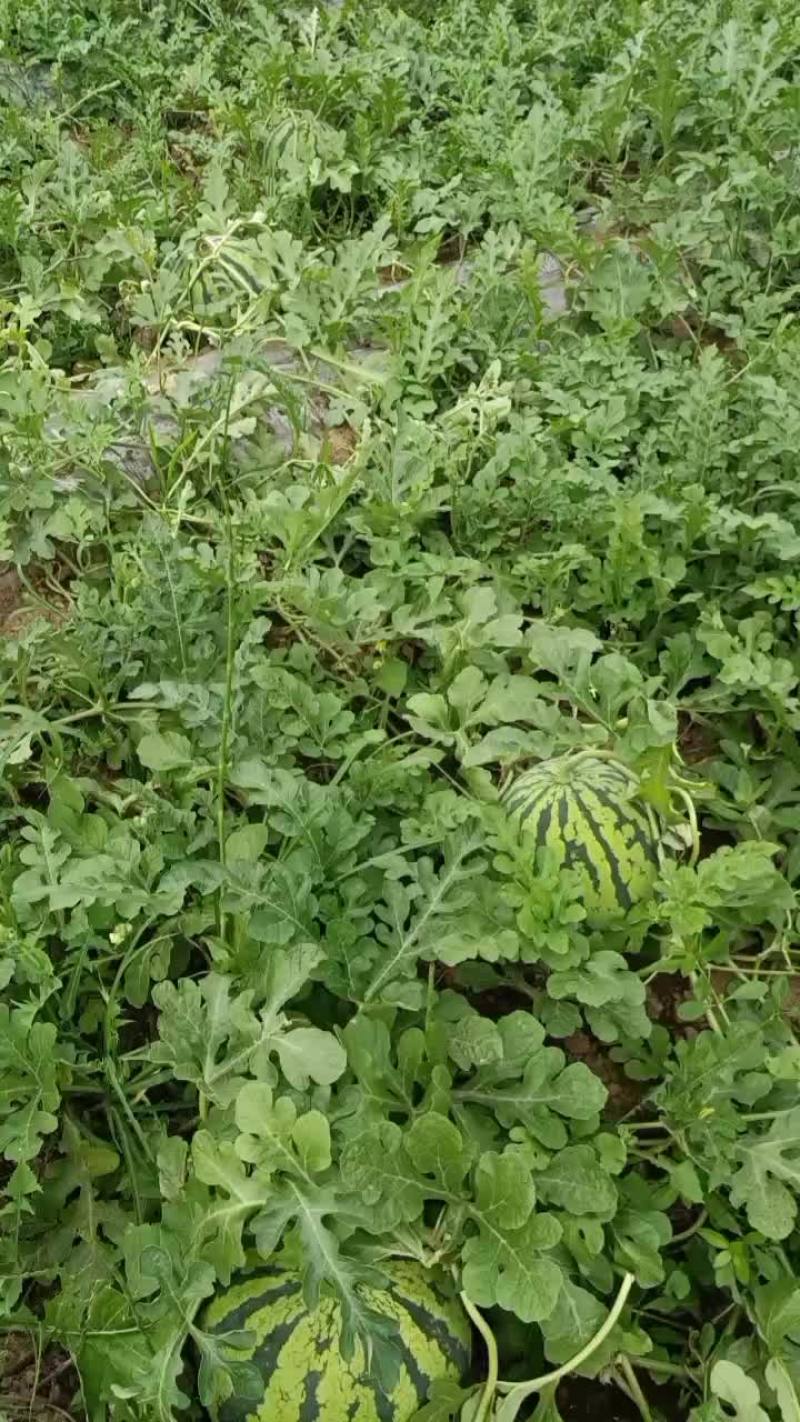 露地红蜜王西瓜