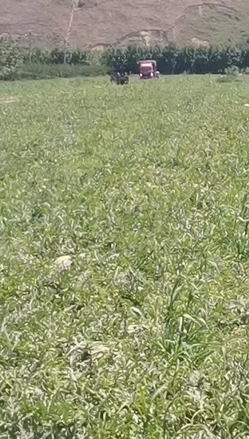 灵宝西瓜大面积上市，个大，糖高，皮毛好。