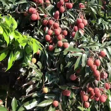 福建荔枝黑叶荔枝一件代发社区团购产地代办