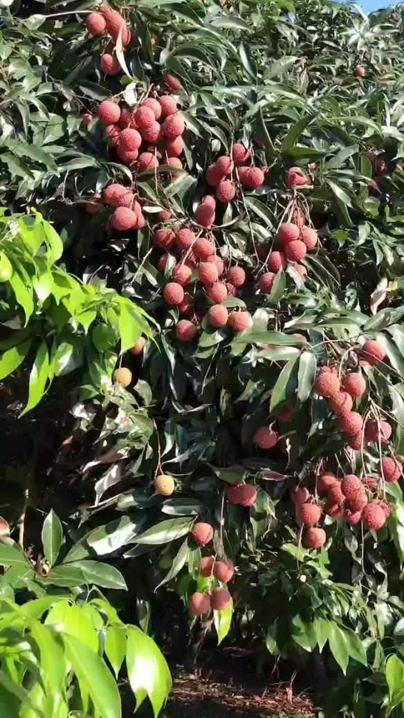 福建荔枝黑叶荔枝一件代发社区团购产地代办