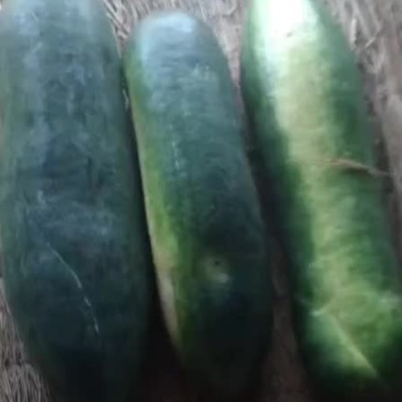 冬瓜，黑皮地冬瓜，大量出货，价格抄底，诚信代办，欢迎