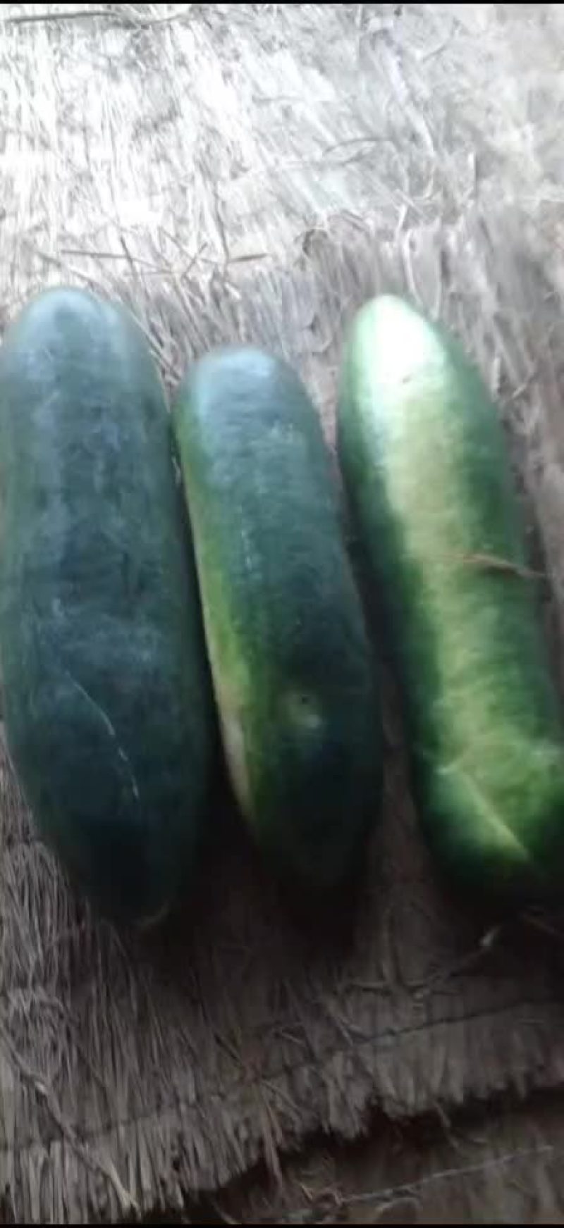 冬瓜，黑皮地冬瓜，大量出货，价格抄底，诚信代办，欢迎