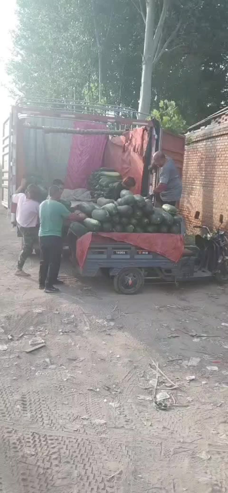 冬瓜，黑皮地冬瓜，大量出货，价格抄底，诚信代办，欢迎