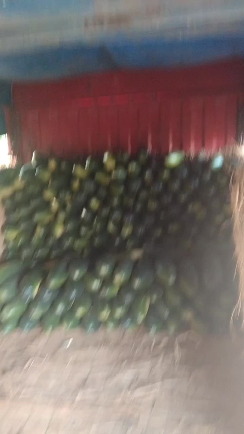 冬瓜，黑皮地冬瓜，大量出货，价格抄底，诚信代办，欢迎