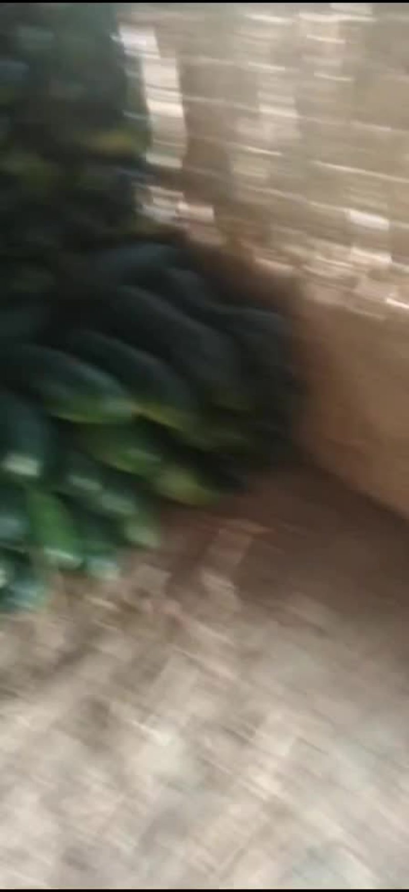 冬瓜，黑皮地冬瓜，大量出货，价格抄底，诚信代办，欢迎