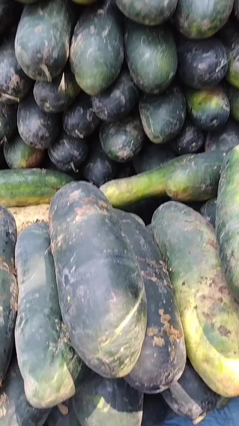 【推荐】黑皮地冬瓜，价格低条美，质量保证欢迎致电