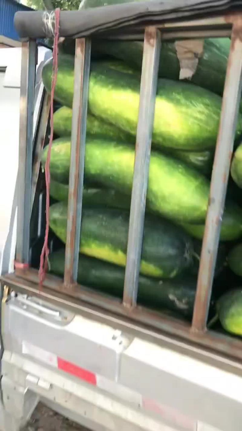 【推荐】黑皮地冬瓜，价格低条美，质量保证欢迎致电