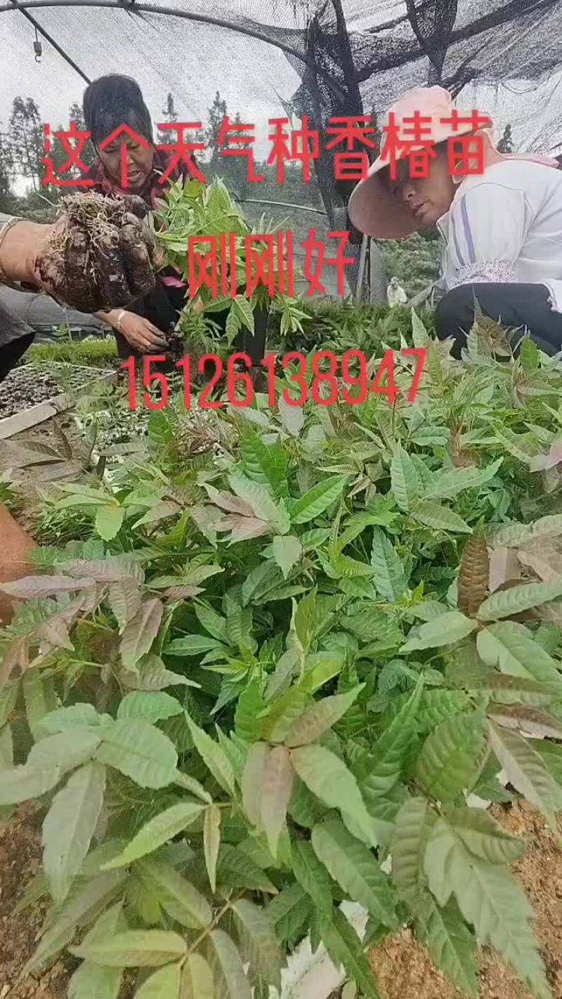 四季红油香椿苗