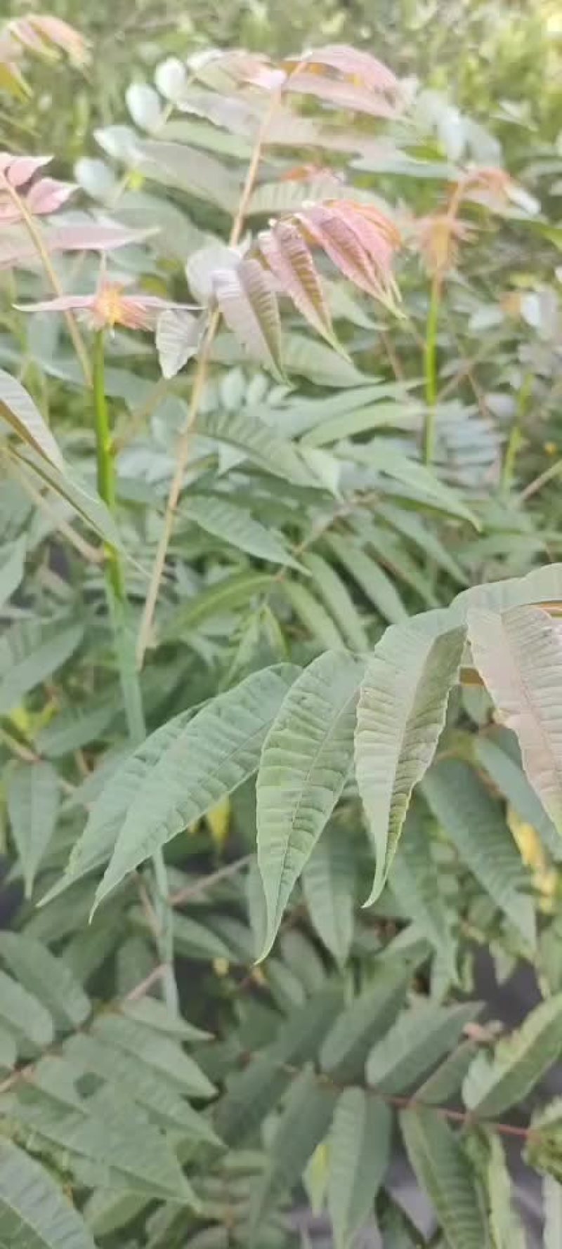 四季红油香椿苗