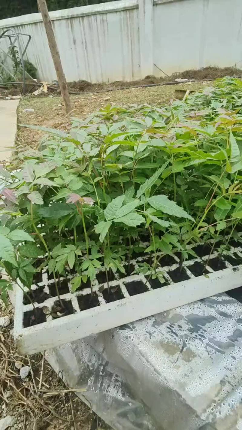 四季红油香椿苗
