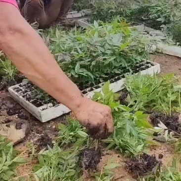 四季红油香椿苗