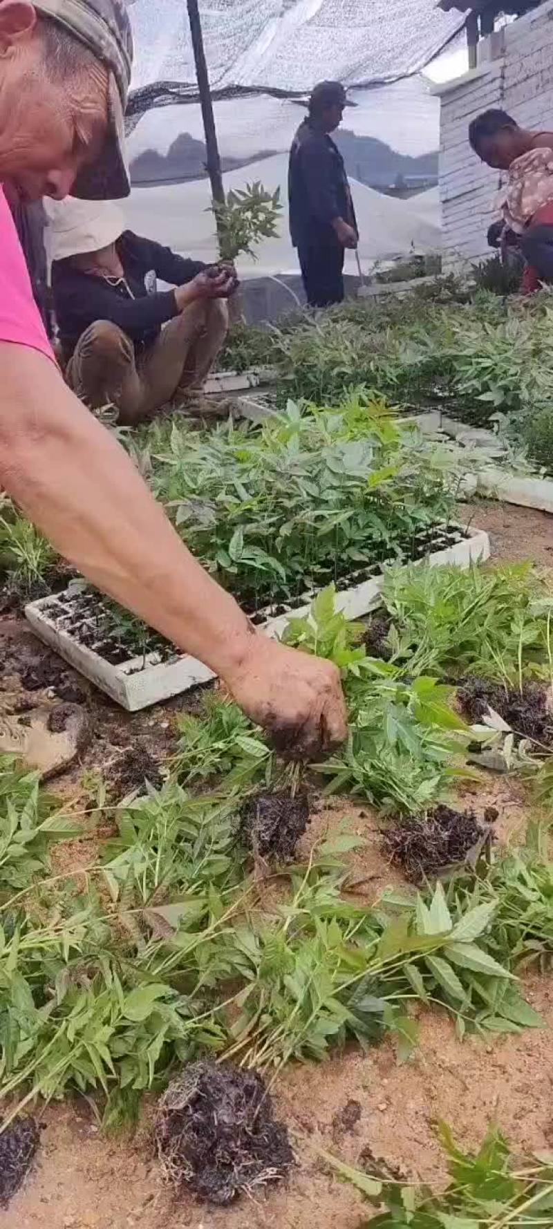 四季红油香椿苗