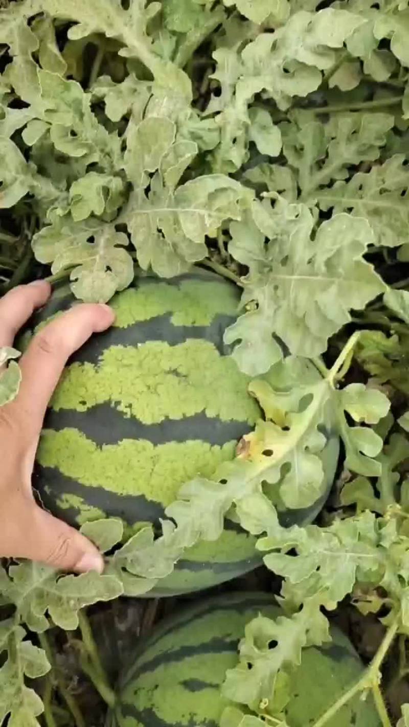 西瓜