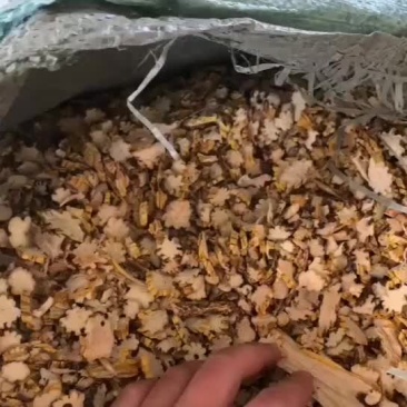 鼓槌饮片