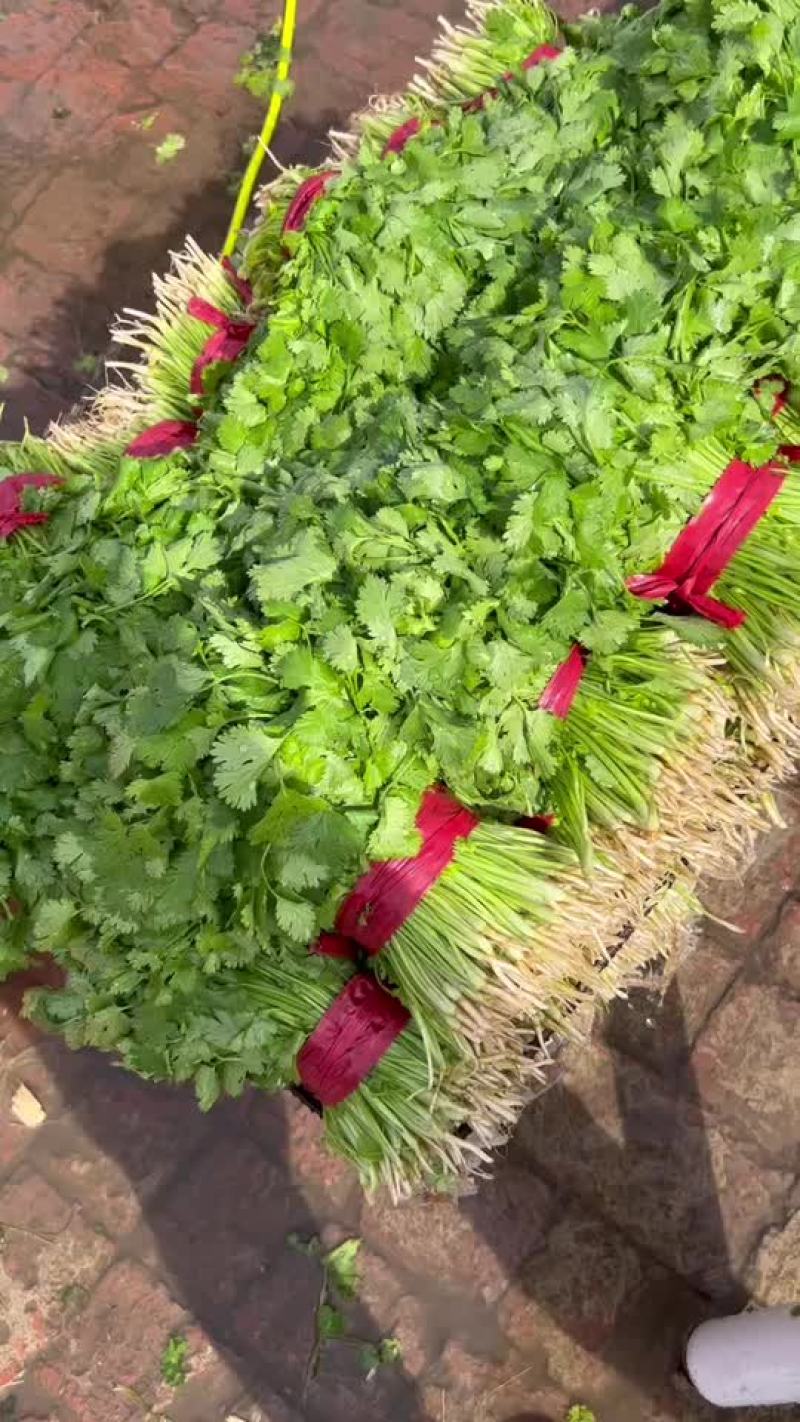 香菜
