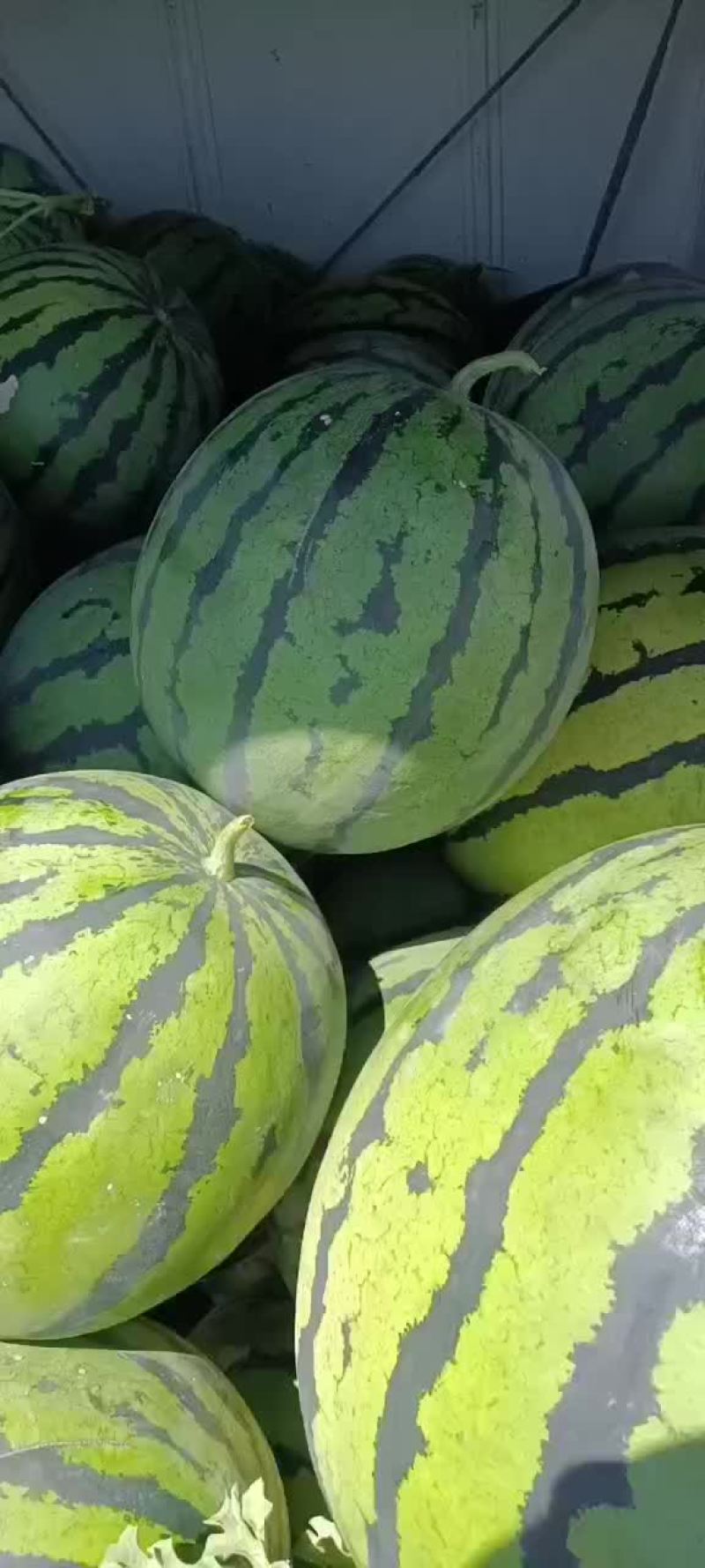 西瓜