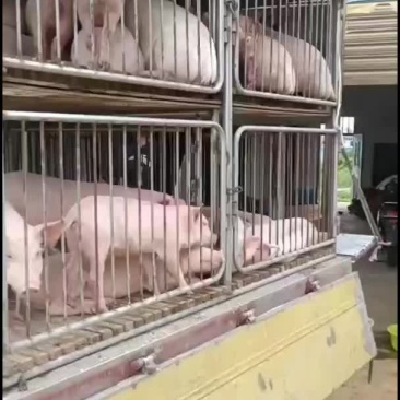 每天供应猪苗400头