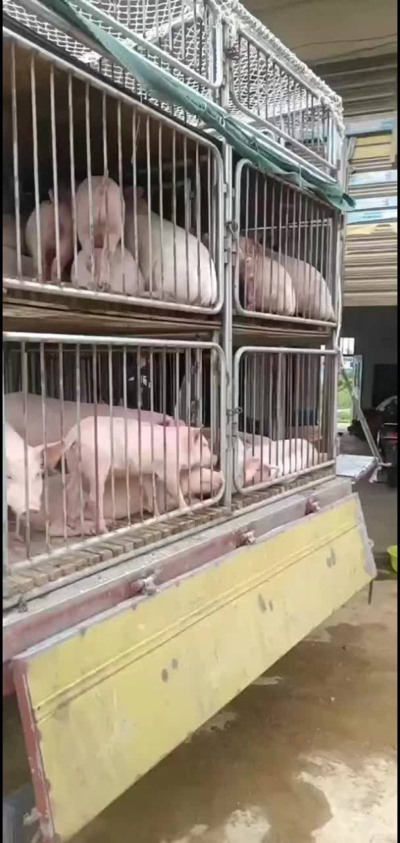 每天供应猪苗400头